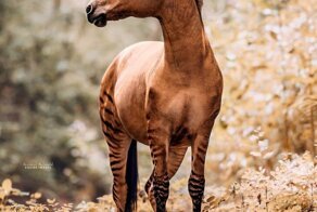 Зеброид или уникальная зебро-лошадь