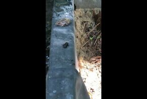 Фу, пересолили: Лягушка неожиданно передумала есть жука