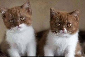 Виды котокофе: