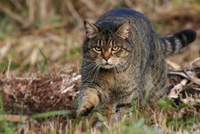 20 фактов о кошках, которые вы могли не знать