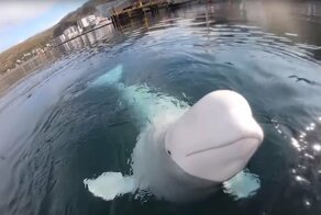 Дружелюбная белуха-шпион достала с морского дна камеру, которую уронил мужчина