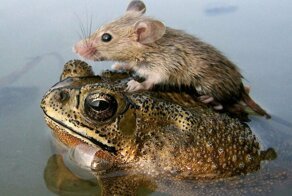 Необычные друзья среди животных