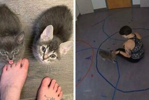 Учёные провели эксперимент и доказали, что котики относятся к хозяевам так же, как дети к родителям
