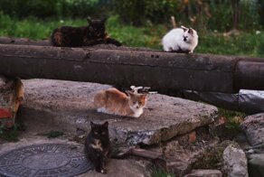 Милые коты!