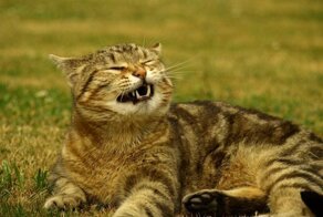 Почему чихают коты, и как предупредить появление этого симптома