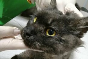 Живодеры тренировались шить нитками на живом коте