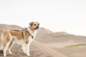 Утренняя коллекция снимков со всего мира за 27.09.2019