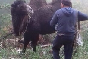 Незабываемая реакция спасателей Новороссийска на стадо верблюдов