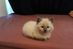 21 доказательство: кошки - высшие существа на планете