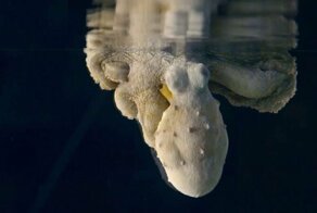 Снятся ли осьминогам сны?