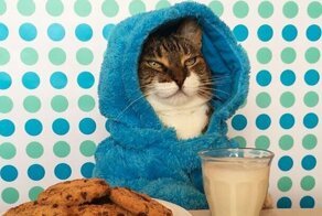 Пижамное настроение: очаровательный кот по кличке Джоуи