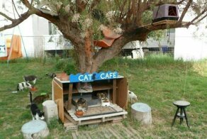 Коты - это те же люди, только коты