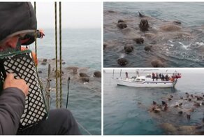 «Станцевали» вальс: гармонист дал концерт моржам в русской Арктике