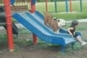 Видео: бульдог показал ребенку, что когда едешь с горки - лучше не тормозить!