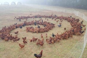 18 фотографий животных, которые выглядят так, будто выходят на связь с потусторонними силами