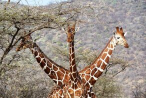 Фотографии - финалисты Comedy Wildlife Photography Awards разных лет