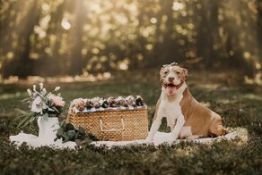 Фотосессия для мамы-питбуля: трогательнее не бывает!