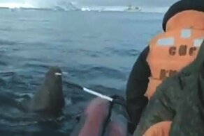 Видео: моржиха напала на лодку Русского географического общества