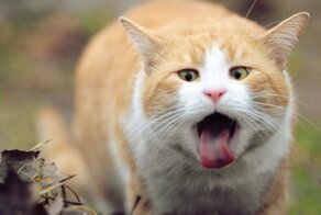 Скорая помощь для питомца: почему кота рвет, и как ему помочь?