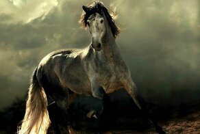 Сказочная красота — арабские и андалузские лошади