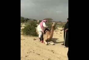 Упитанный араб решил прокатиться на верблюде
