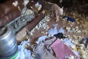 Пёс остался  один дома и решил немного похозяйничать
