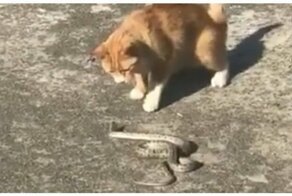 В Волгограде кот ловко расправился с попавшейся ему на пути змеей