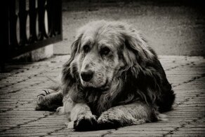 Так могут любить только собаки!