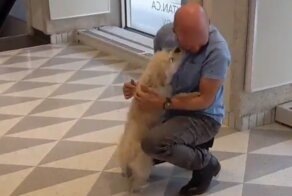 Вот это эмоции: видео с собаками, которых забирают из дневного приюта