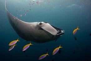 Двухчасовой дайвинг с гигантскими морскими дьяволами