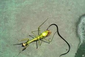 Что это за "чужой" вылазит из богомола