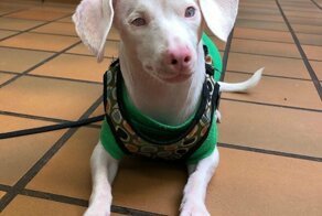 Розовый щенок по кличке Пятачок родился слепым и глухим. Но он вырос и стал помогать другим