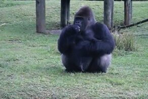 Подборка гифок