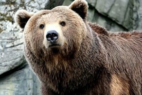 Якутский медведь убил экс-депутата