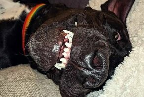 Забавное видео: здоровый пес испугался пушистой игрушки