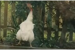  Курица пытается сорвать яблоко с дерева