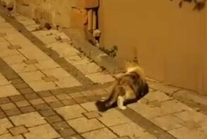 Бесстрашная крыса обратила кошку в бегство