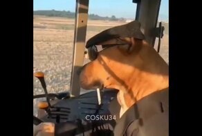 Кто сказал, что управлять сельскохозяйственной техникой способны только люди?