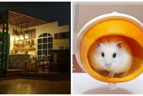 Южнокорейские дизайнеры строят минидворцы для хомяков