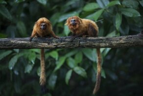 С добрым утром