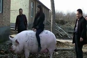 В Китае из-за нехватки свинины выращивают свиней-гигантов