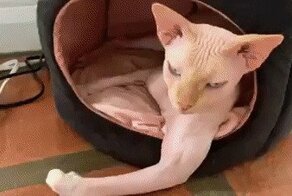 Подборка гифок