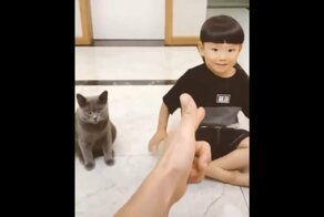 Шикарное театральное падение кота от выстрела из пальца
