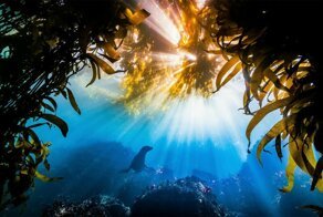 Победители фотоконкурса The Nature Conservancy - 2019