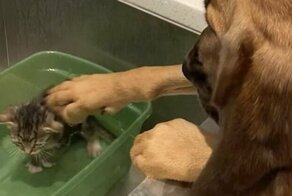 Видео: бладхаунд гладит купающегося котенка