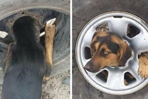 Бездомный пес застрял в автомобильном колесе