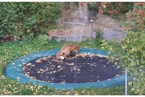 Лиса хорошо провела время, прыгая на батуте шведской семьи