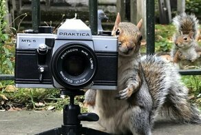 История о том, как белка голубям фотосессию устроила