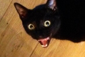 Упорото и весело: В сети стали популярны мемы про «чипсеки», «сухареки» и «лиманадек»