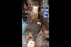 Боевая крыса дала отпор кошке и псу